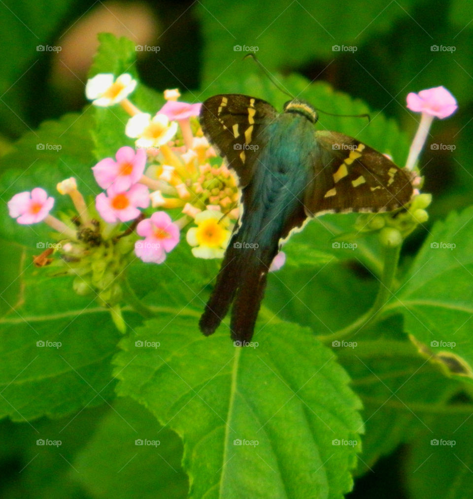 Long tailed Skipper on Lantana. This long tailed skipper butterfly enjoys nectar from the colorful Lantana Bush!