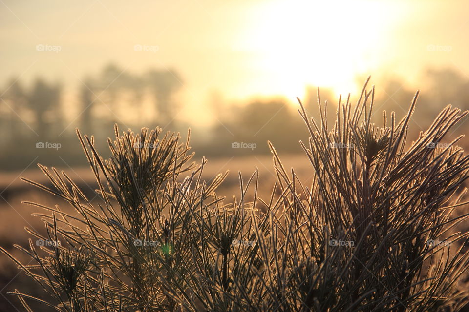 a bush at sunrise