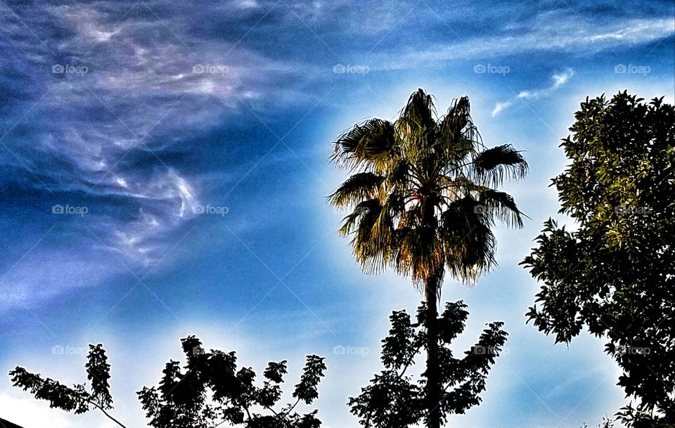 enhanced palms with dramatic sky