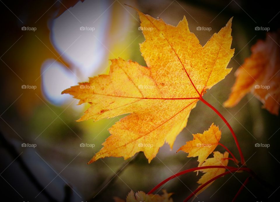 A sturdy maple leaf begins its color changes at the beginning of Autumn in Tacoma, Washington 