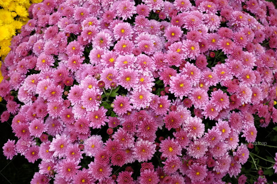 Pink mums 