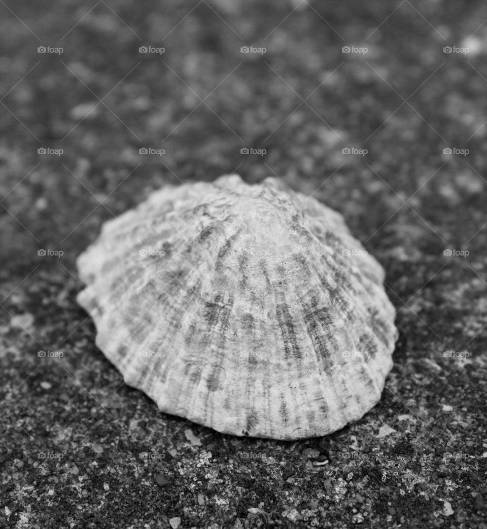 Black and white shell 