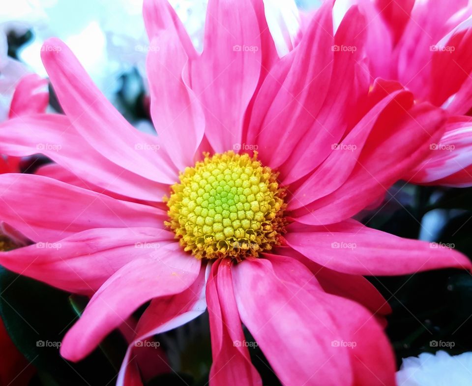 Luminous rose flower