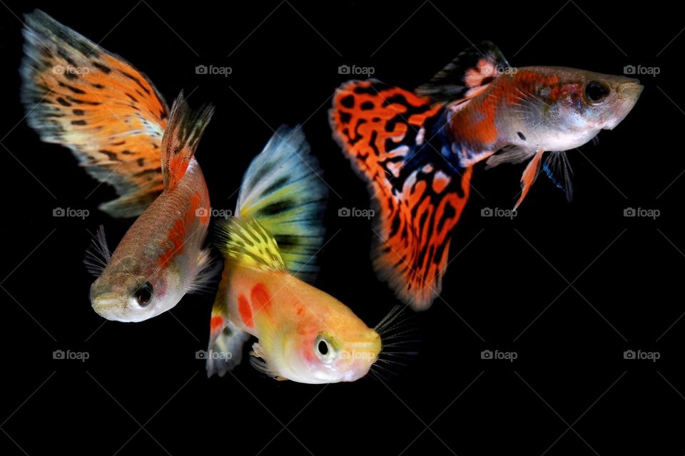 three colorful guppies