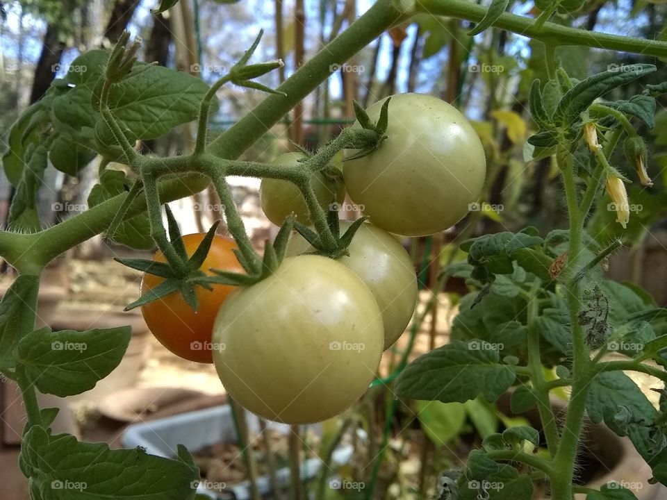 One tomato ripening faster than the others
