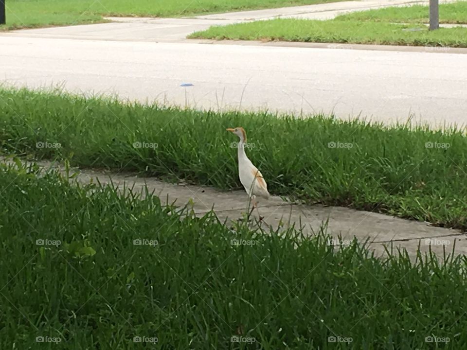 White egret walking down the sidewalk 