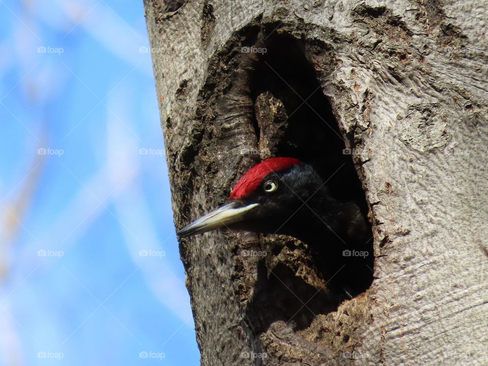 Black woodpecker in a hollow
