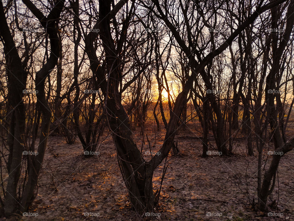 magical sunset in the forest