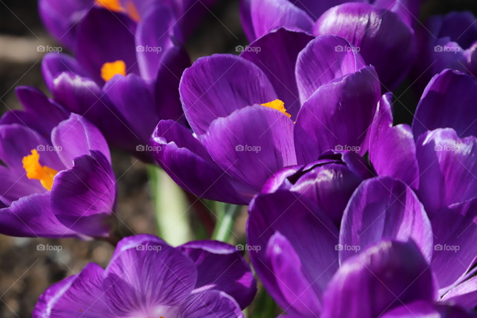Purple flowers in early spring 