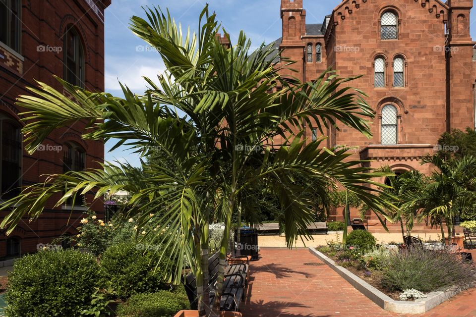 Palm tree and buildings 