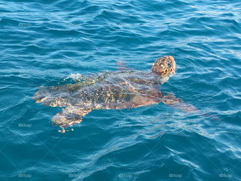 Turtle swimming in lake