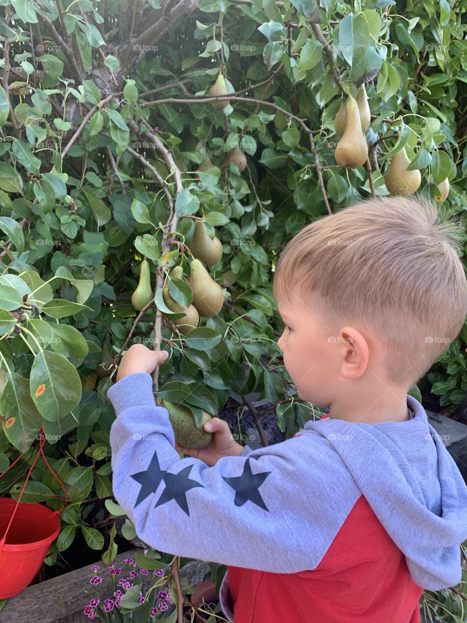 Child picking pears 