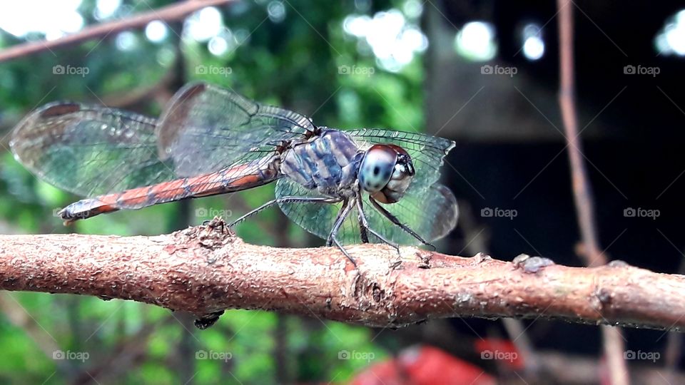 Closeup dragonfly