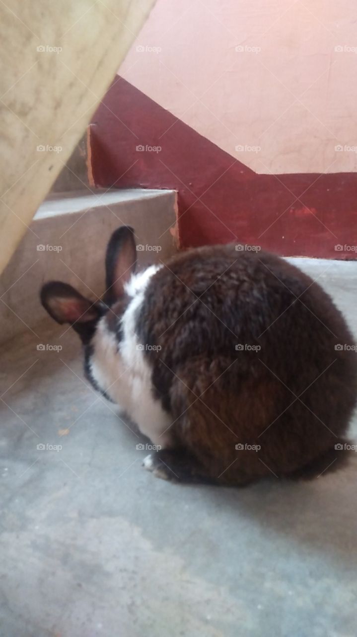 rabbit black and white india
