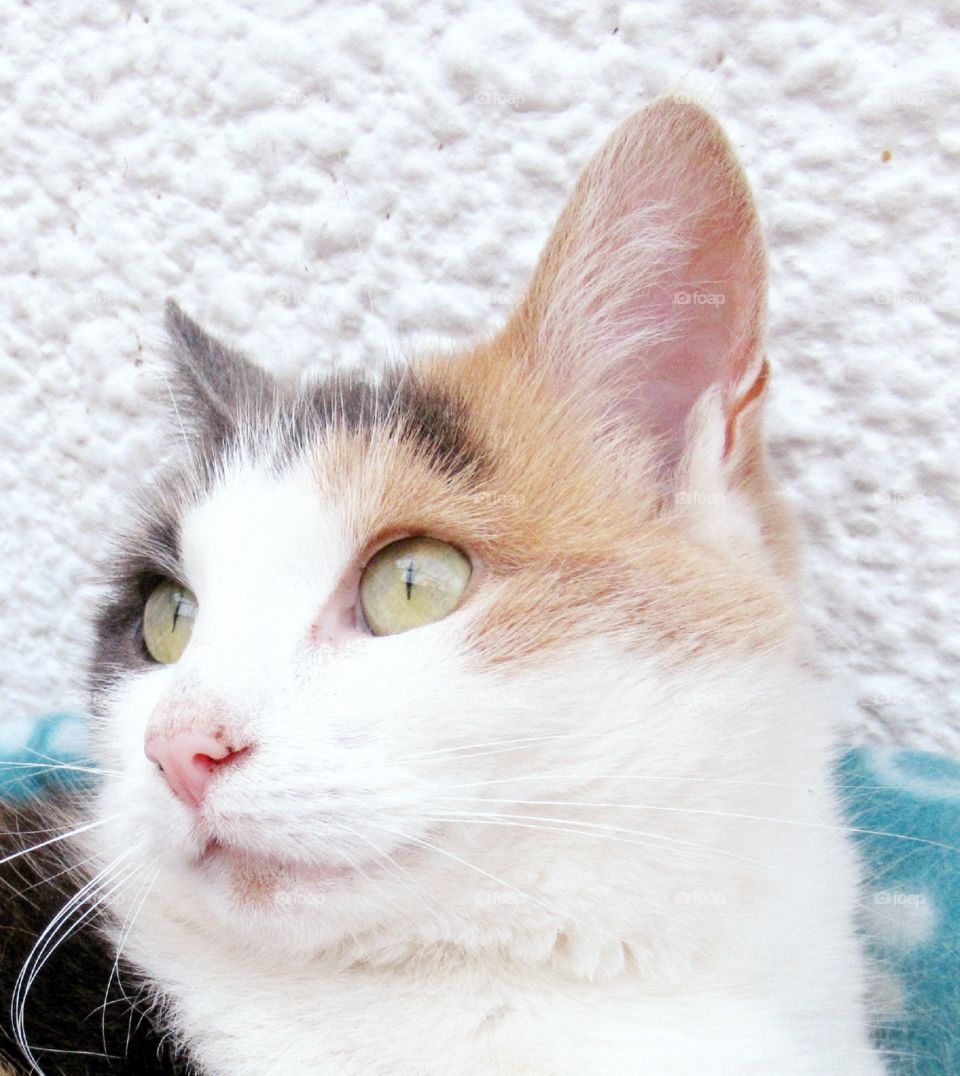 A beautiful cat looking away from the camera lens but posing in her own cute way 🐈