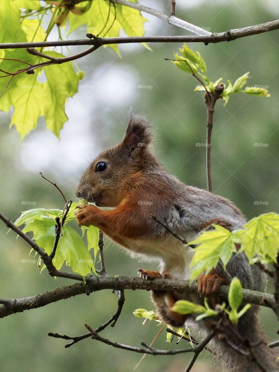 Squirrel in the forest