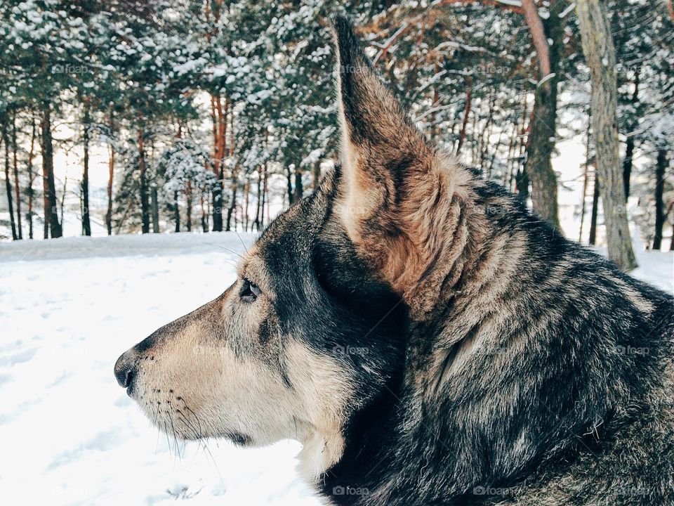 Husky dog on snow