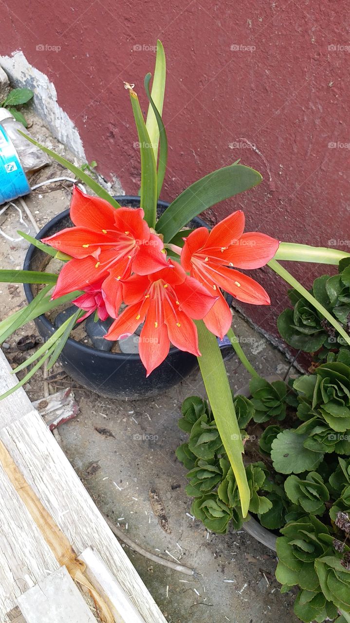 Blooming flower of life