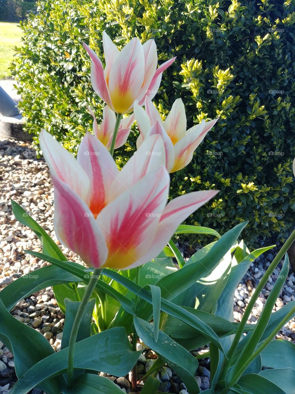 Tulpen verrückt bunt Frühling