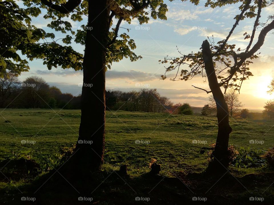 Evening woods scenery