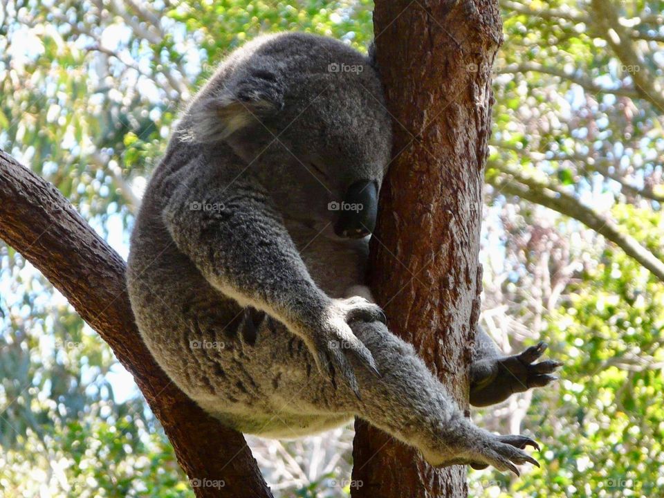 Australian koala