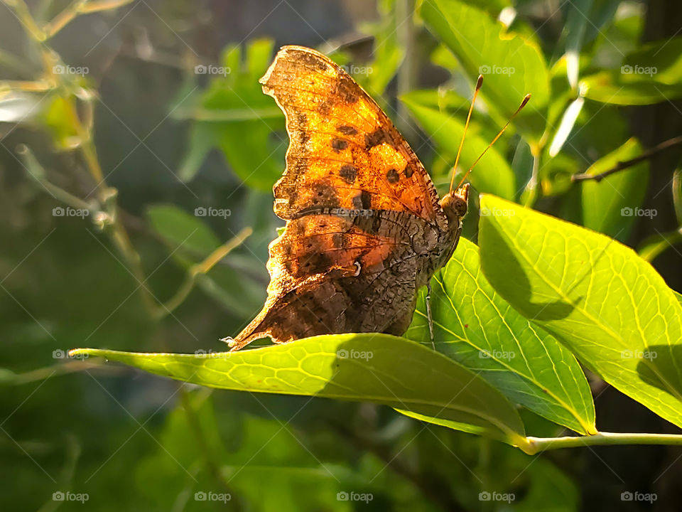 A playful and loveable question mark butterfly on a green leaf while being illuminated by the golden hues of the sun at sundown.
