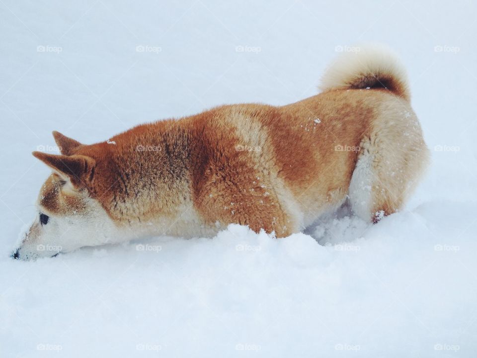 Shiba in the snow
