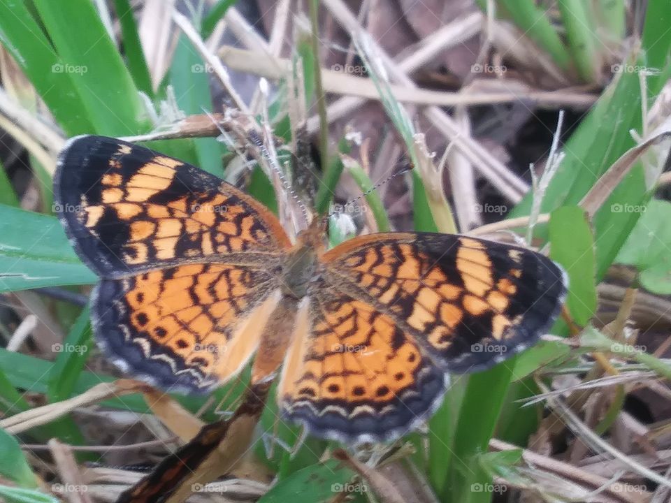 this shot is the best close up I have of the dominant butterfly in the mating butterfly Duo you can see the pattern even better than the last shot I got