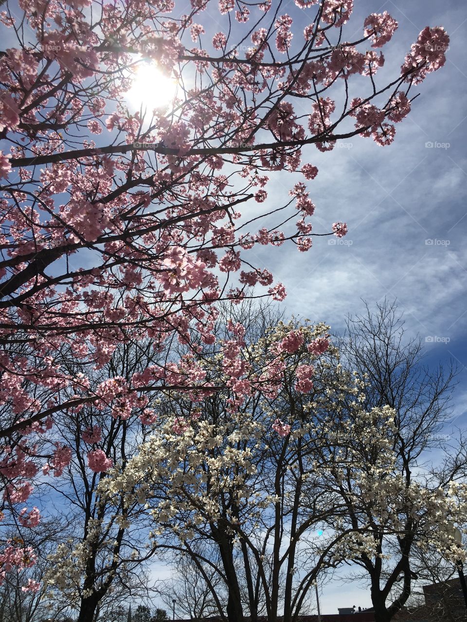 Pink blossoms in Connecticut