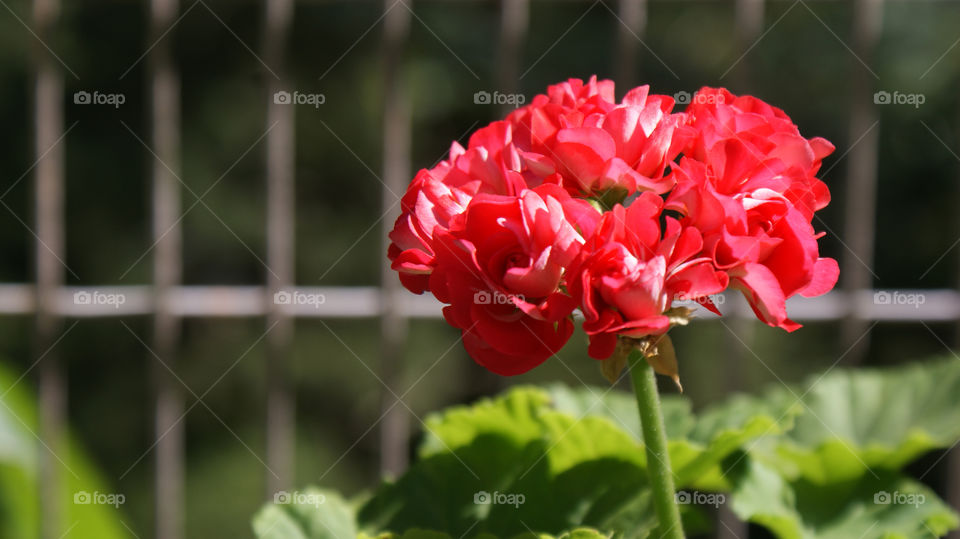 A bunch which looks like little roses but is not.