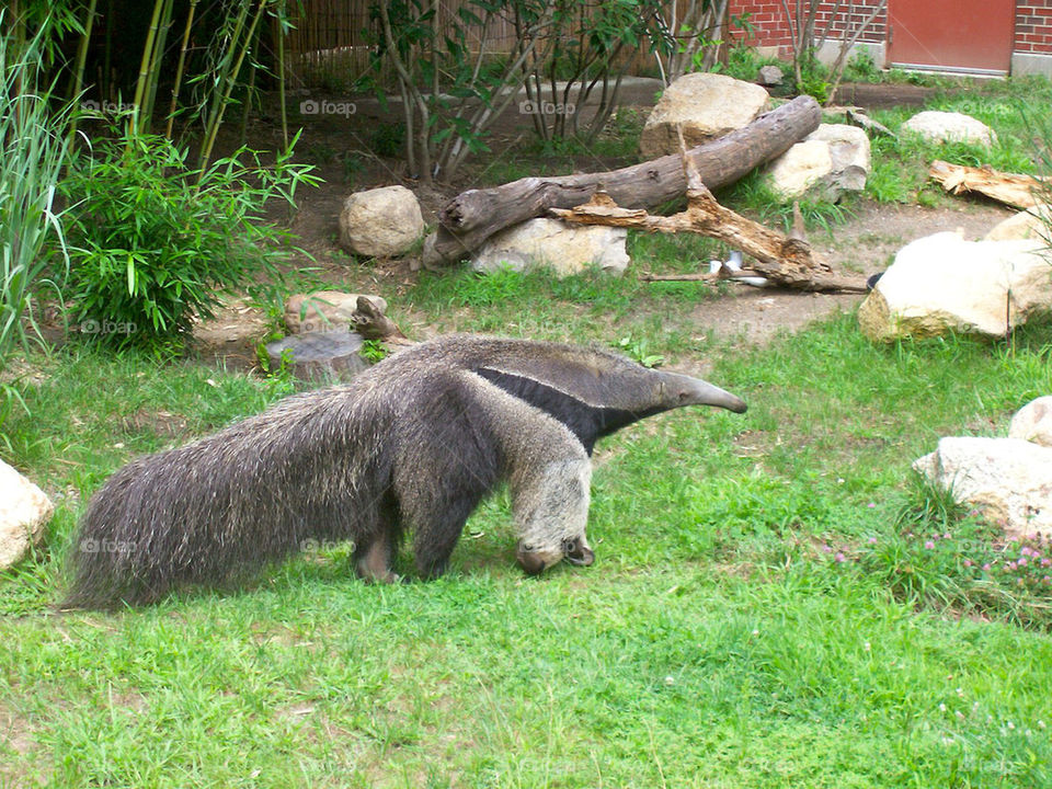 nature animal mammals zoo by cable