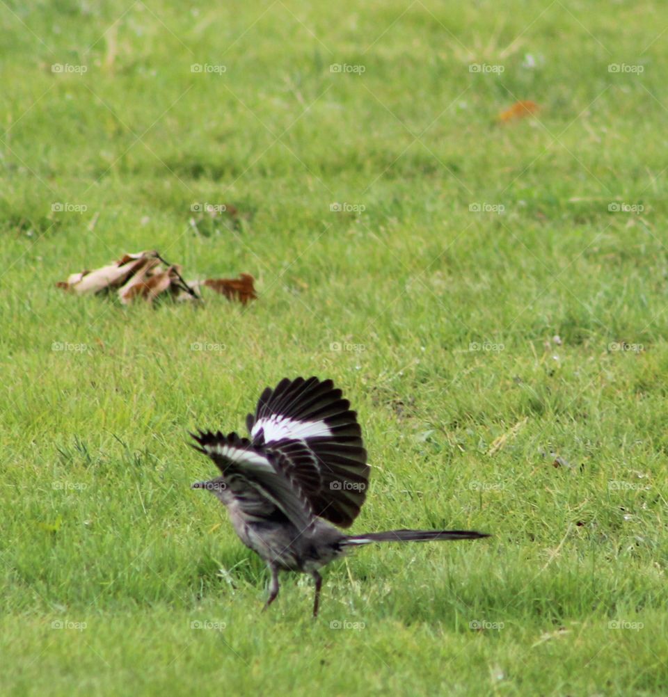 Northern mockingbird drying wings on grass after a June rain 