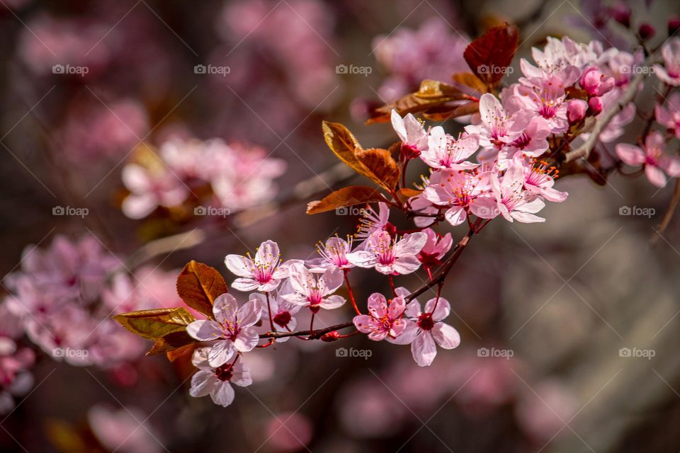 Spring blooming - red cherry tree flower at spring