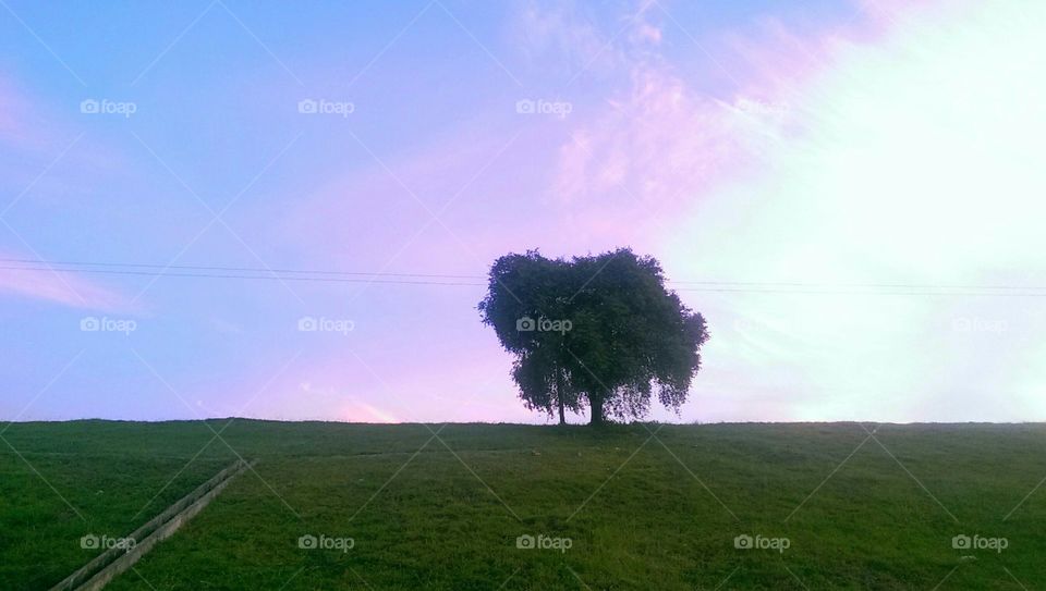 The tree in the valley