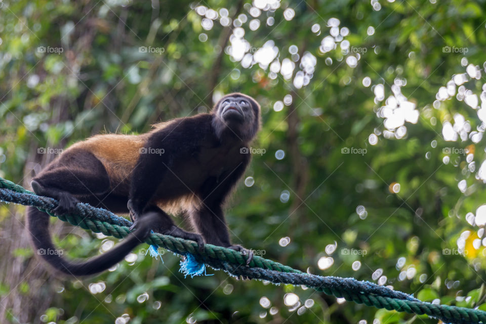 Monkey running across the wire in Costa Rica