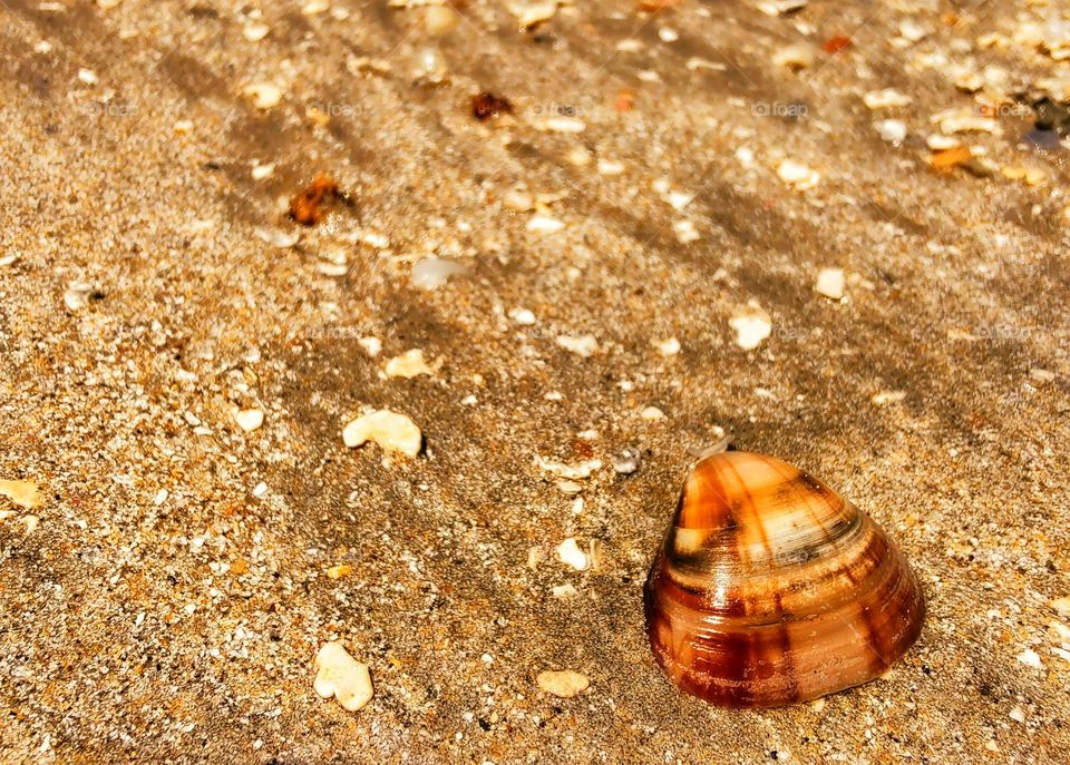 beautiful shell in caramel tones.