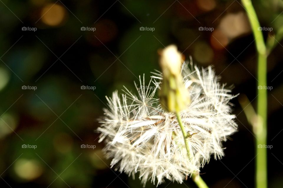 Dandelion