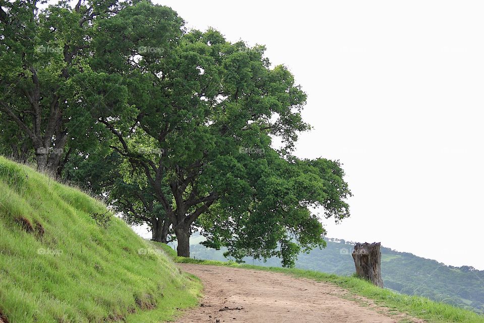 Trail in park 