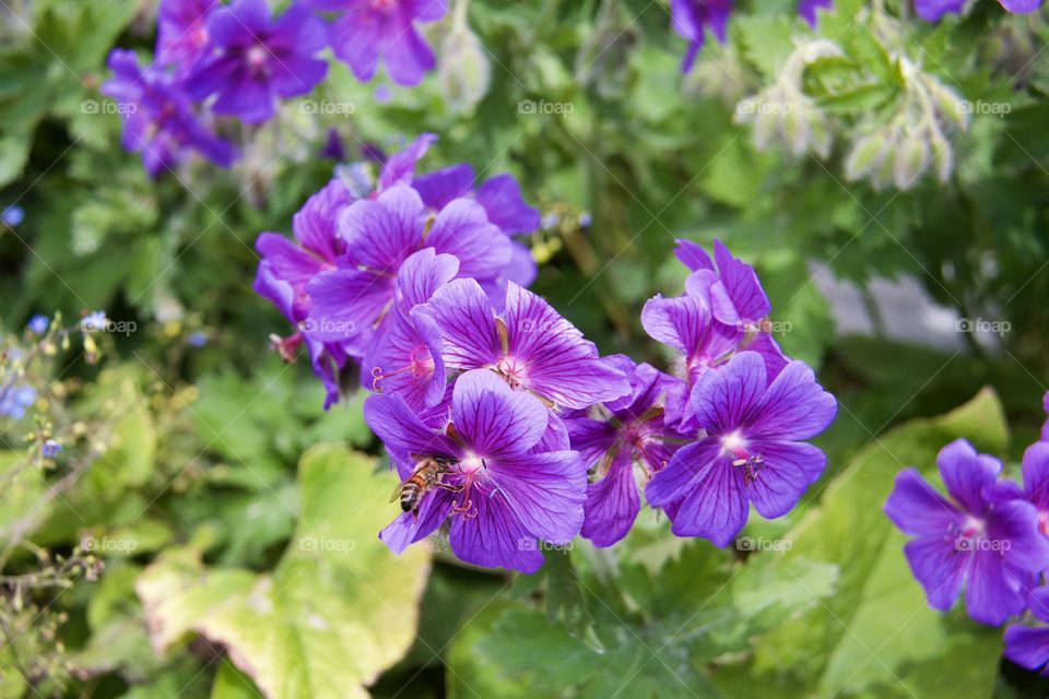 Bee on flower