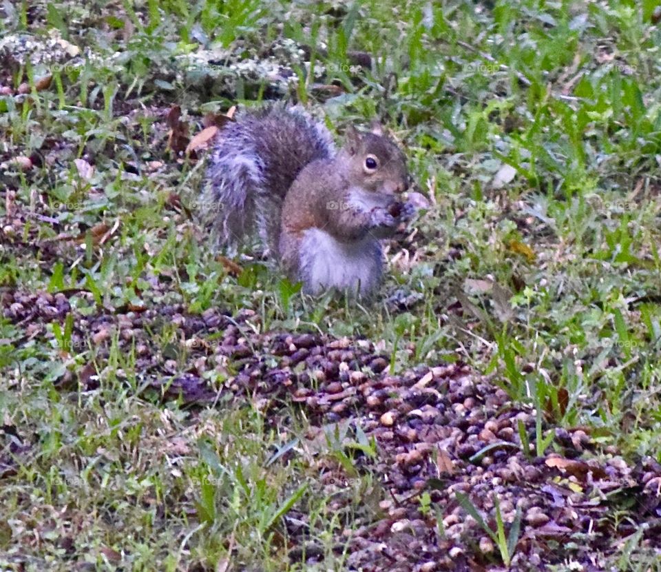 Squirrel Snack