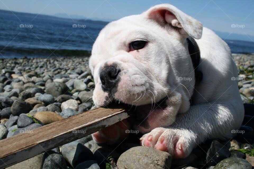 Chewin' a delicious stick.