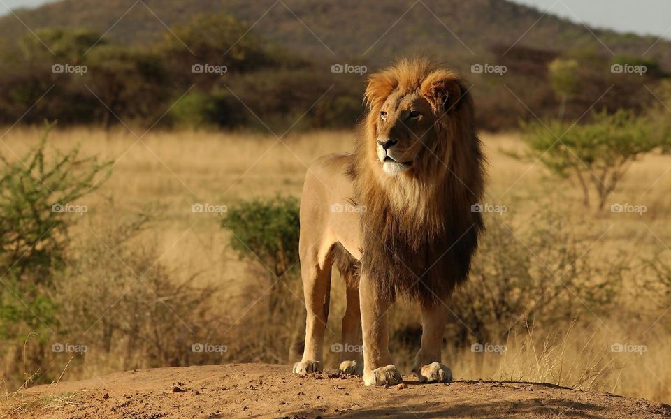 lion