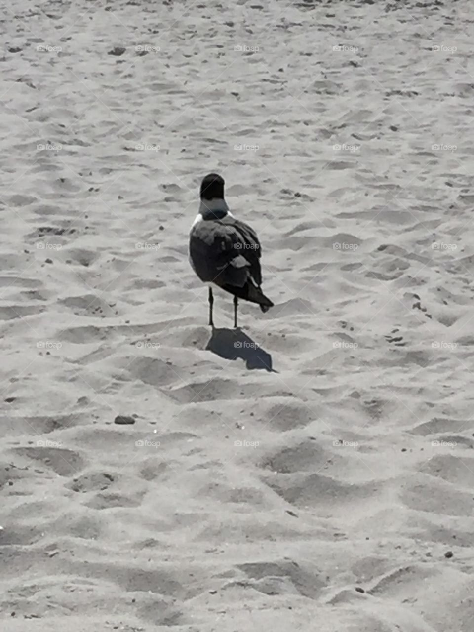 Seagull