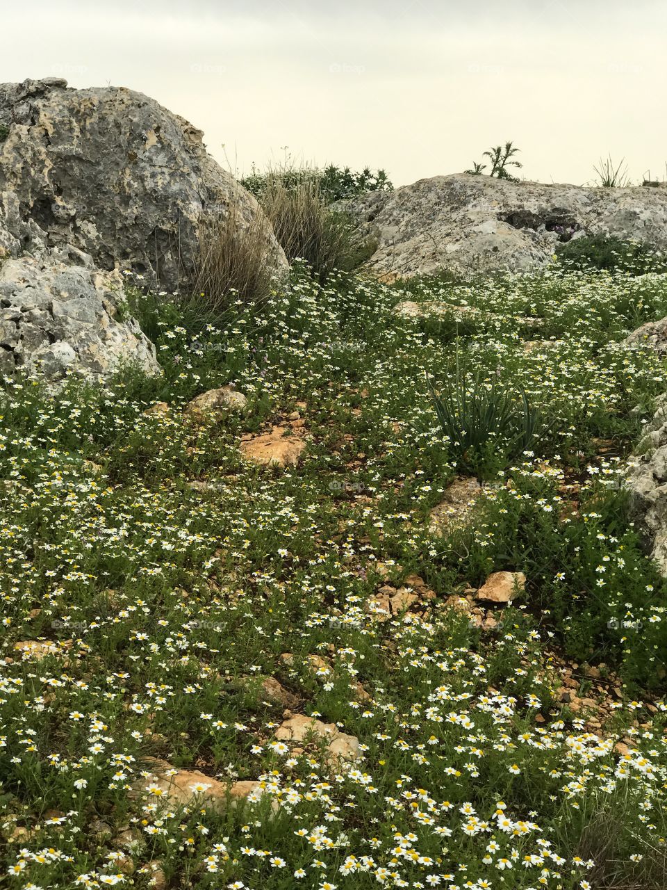 Nature Landscape Wild Flowers in Galilee, Israel. 