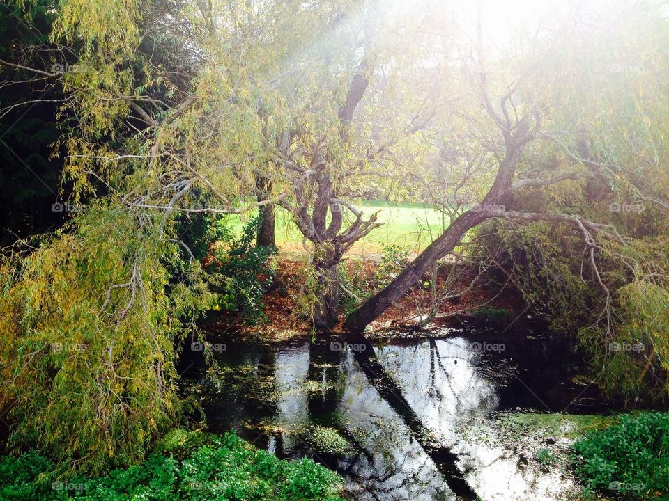 #FoapMarch17 picmas 
Willows, watercress and creeks in Upper Hutt, Wellington, NZ