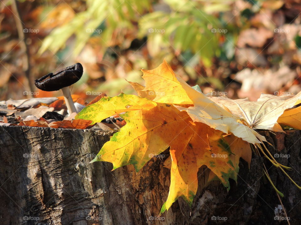 mushroom and yellow leaves