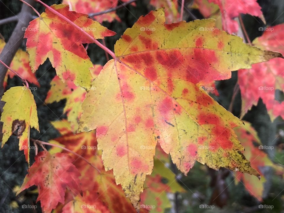 Red maple tree leaf