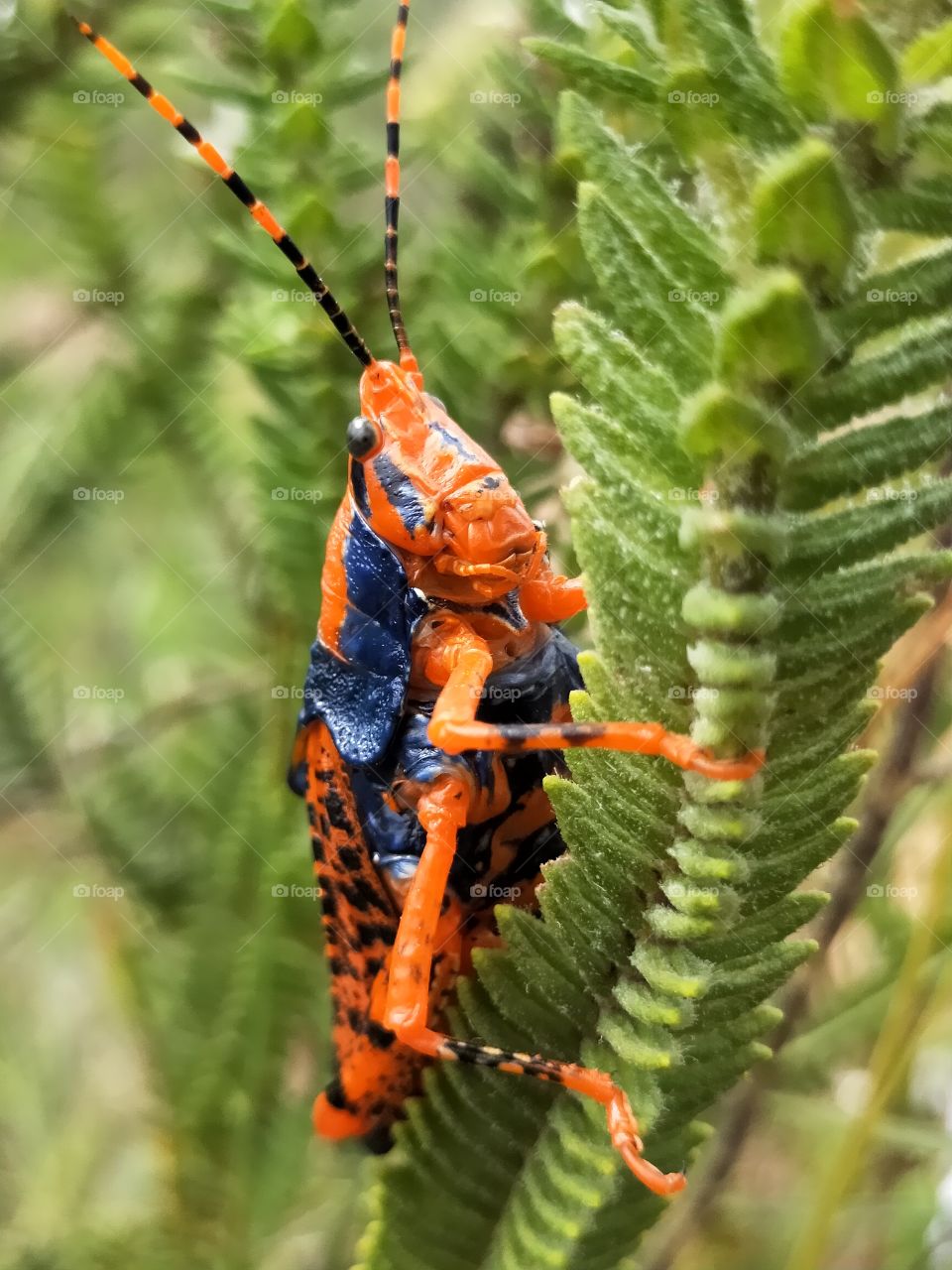 Leichhardt grasshopper