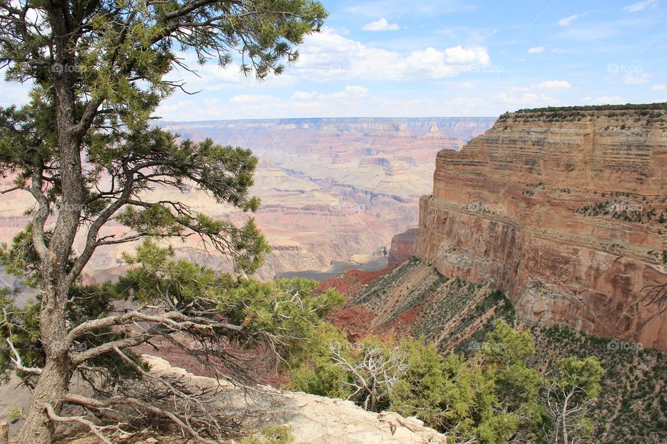 Pine tree in Grand Canyon 