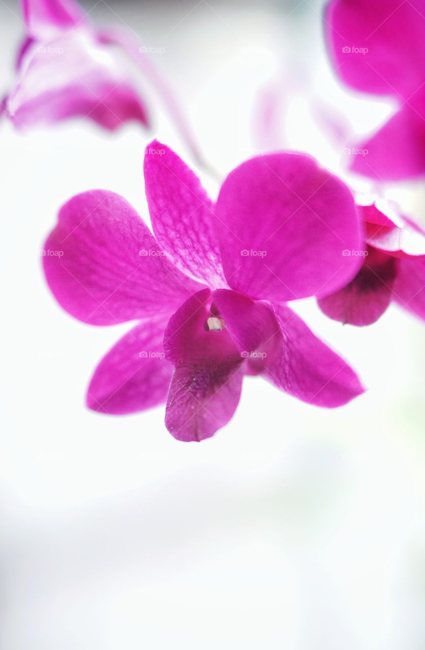 pink orchid phalaenopsis